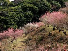 兵庫県たつの市の綾部山梅林。見頃はも少し先かな。