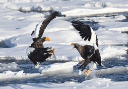 世界最大級のワシ、オオワシとオジロワシが晴れた空を飛び、流氷の海に集う：　冬の道東、鳥撮影の旅（２）