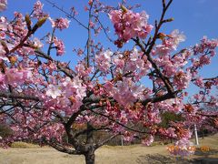 河津桜を見てきました。