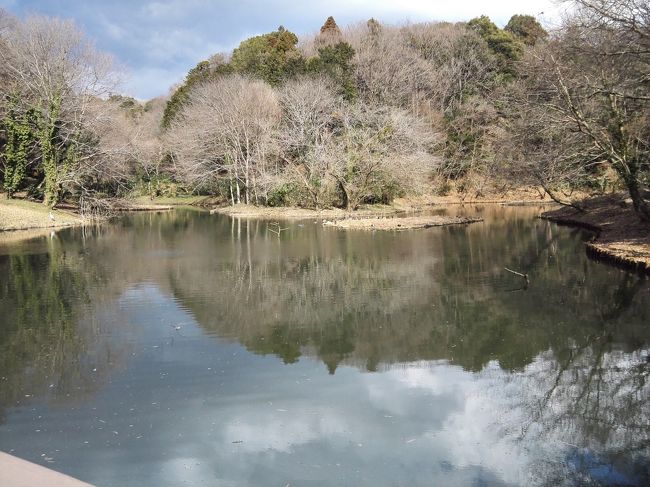 三寒四温の今日この頃、今日はすこし暖かいぞ。幸い天気もお散歩日和。ならばどこ行く？お手軽に電車５駅以内だな。<br />てなことで、町田から小田急で４駅、座間にある谷戸山公園に向かった。夏はホタルの飛び交う里山に春の気配を感じに行こう！