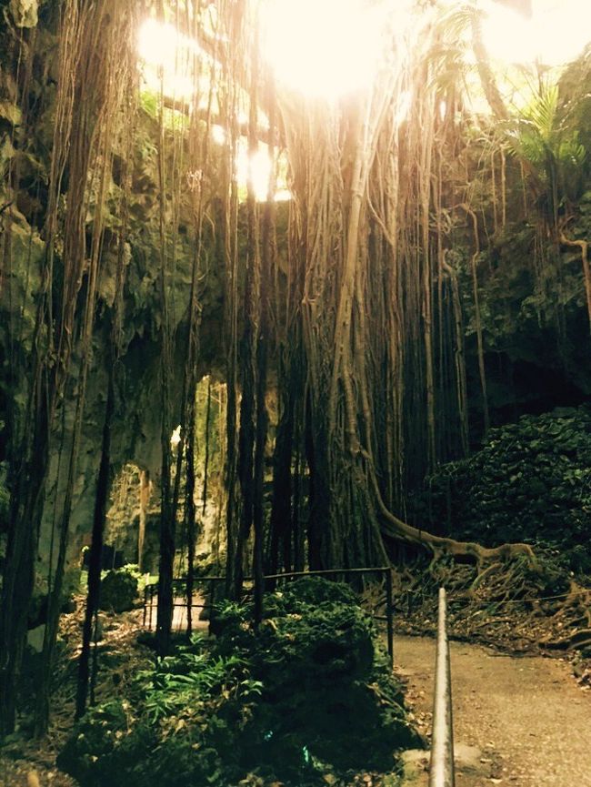 何度も私の旅行記に登場してくる沖縄。<br />毎回色々なテーマを決めて旅をしています。<br />今回もＪＡＬのマイルが貯まったので癒しを求めにやんばるへ・・・<br />最近は北部ばかりですが、北部はのどかな自然を感じる事ができます！<br /><br />今回の旅友はかれこれたくさんの旅行を共にした相棒。<br />もちろん何度も一緒に沖縄に来ていますので<br />ガジュマルツアーを提案してみました。<br />自然が大好きな２人ですので盛り上がること間違いない！<br />素敵なガジュマル写真をお届けしたいと思いますのでよろしくお願いいたします。