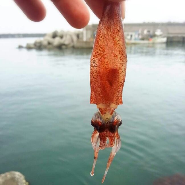 富山湾の春の風物詩、ホタルイカすくいをしました。<br /><br />３月～５月の３ヶ月間、３回挑戦したまとめの旅行記です。<br /><br />ホタルイカが良く湧くと言う新月の夜を狙いました。<br /><br />■ １回目・・・３月２０~２２日<br />■ ２回目・・・４月１７~１９日<br />■ ３回目・・・５月１３~１５日<br /><br />ホタルイカは夜が本番なので、昼間は堤防釣りを楽しみます。