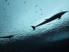 夏旅行　鎌倉　シラス料理に海、八景島シーパラダイス