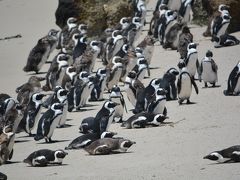 ペンギン一生分への道（ケープタウン／南アフリカ）