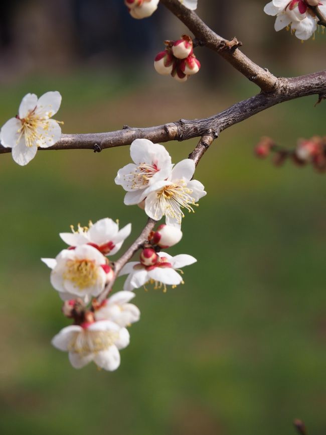 毎年2月の終わりから3月の頭にかけては花見で河津桜を見に行ってた我が家。<br />たまには違う方向に行ってみようじゃありませんか。<br /><br />この時期春を感じるのは河津桜・菜の花・梅。<br />今年は梅で初春の花見を楽しむことにしました。<br /><br />会社の同僚に茨城県民がいて彼女がよく「水戸は気取ってますから」と言ったなぁってのを思い出し、行き先は気取っている水戸にある偕楽園に決定。<br /><br />茨城といえば＜魅力度ランキング＞や＜美肌ランキング＞最下位という嬉しくない称号がついている県。<br />前出の茨城県民の同僚も、以前茨城で乗馬やっている時に「明日茨城行くんだよ」というと、「何にもないから早く帰って来てください」と自県民ですらディスる状態・・・・<br />本当に魅力がそんなにないのか、これまた乗馬でしか茨城行った事がないので是非とも観光っていう観点で確かめて来たい。<br /><br />そんな興味本位で訪れた茨城水戸。<br /><br />水戸はさすが徳川御三家。<br />あちこちに江戸のかほりが残っており、学問・武道・そして遊びがうまく融合されている魅力的な街でした。<br />なんで茨城県が＜魅力度ランキング＞で最下位常連なのか。自県民がなぜディスるのか。<br />行っても全然わからずでした。<br />うーん、なんで＜魅力度ランキング＞最下位なんだろう？！<br /><br />☆旅行形態：個人旅行<br />☆交通機関：車<br />☆ホテル　：水戸京成ホテル<br />☆お世話になったWeb<br />〇水戸京成ホテル　http://www.mito-keiseihotel.com/<br />◯水戸観光協会　http://www.mitokoumon.com/<br />◯観光いばらき　http://www.ibarakiguide.jp/<br /><br />（上記のリンクは手配当時のものです）