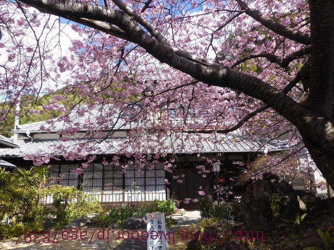 (2)です<br />『浜橋』からスタートで上流を目指してます<br />『館橋』から『荒倉橋』の川沿い 『さくらの足湯処』を通過し<br />横道に入って 『かじやの桜』 『かじやの桜』から山側へ<br />『河津桜の原木』まで行ってます・・・・