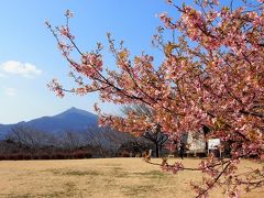 筑波山を望む茨城県フラワーパーク　河津桜・梅・椿　など