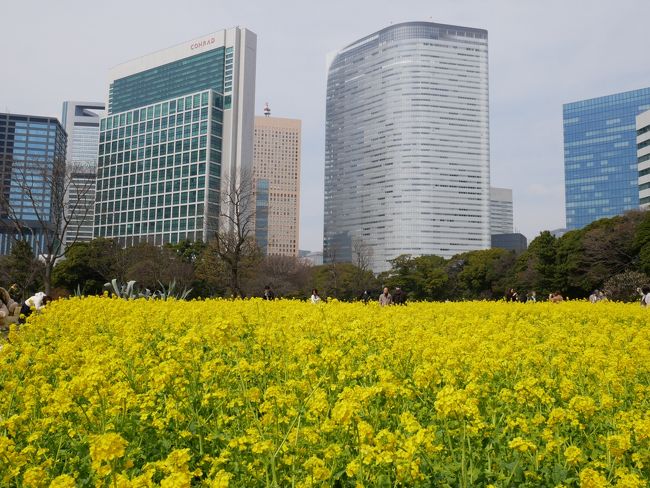 東京汐留・菜の花の浜離宮恩賜庭園～遅咲きの池上梅園を訪れて