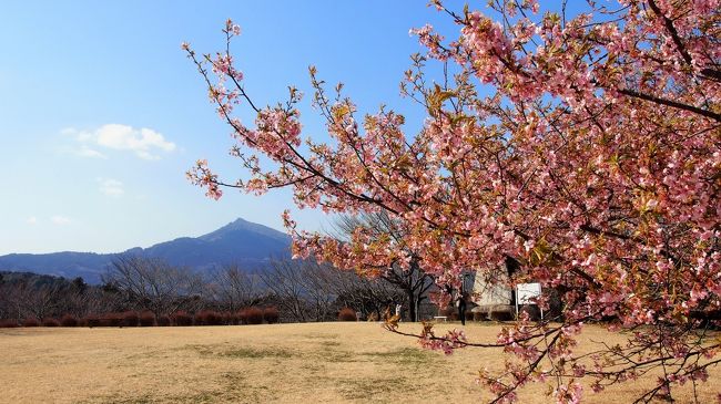 茨城県フラワーパークに初めて行ってきました。<br />前日の新聞で，河津桜がまだ咲いているのと，梅が見頃の情報が載っていて，お天気も良さそうだし，そんなに遠くないしで出掛けました。<br />河津桜は葉桜が多かったのですが，まだきれいに咲いているのもありました。<br />梅や椿は見頃でした。<br />筑波山が間近に見えて，里山ののどかな雰囲気が気に入りました。<br />また，違う花の時季にも行ってみたいと思う場所となりました。<br />