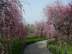 大阪府南部で梅を愛でる