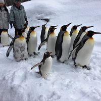 JAL修行を兼ねて、札幌・旭山動物園