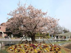 フラワーセンター大船植物園の花さんぽ♪