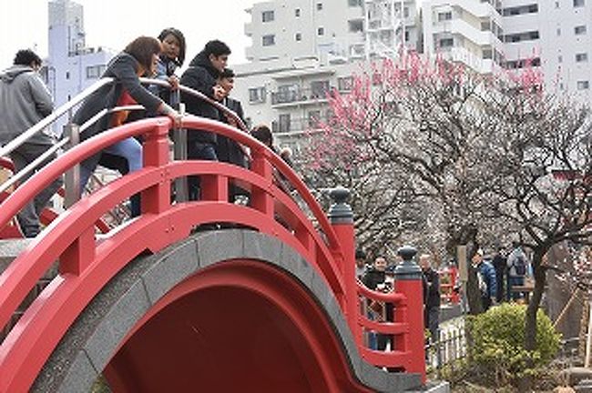 春一番も吹きました。季節も変わり３月です。<br />梅の便りも聞かれる中、きょうはカメラを持って散策です。<br />藤の咲くかの有名な「亀戸天神」から梅の花めぐりです。<br />　心配しながら訪ねます。<br /><br />　大丈夫でした。梅まつりも間に合いました。<br />　亀戸から足を延ばして、バス旅です。<br />　深川までー縁日の日に深川不動尊・お相撲さんで有名な富岡八幡と<br />　足をのばしました。小春日和の一日春を訪ねて神社・仏閣巡りでした。<br />　写真はともかく、春散歩　外の空気を吸いながら、ちょつと遠出の<br />　小さな旅でした。<br />