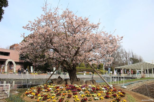 玉縄桜が咲くフラワーセンター大船植物園へ出掛けました。<br />ちょうど、園長の案内による「花さんぽ」（ガイドツアー）に参加できて、解説を聞きながらお花見を楽しむことが出来ました。<br /><br />大船植物園は、バラを見に来ることが多いのですが、桜も本数は少ないですが種類が多く楽しめることを再認識しました。<br /><br />３月の「花さんぽ」は、毎日曜日の１０：３０と１３：３０から約１時間です。（参加自由）<br /><br />（コメントは、「花さんぽ」でもらったチラシを参照しています。）