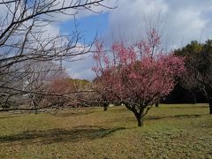 元茨木川緑地散歩　冬編