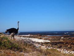 還暦記念に・・SouthAfricaまで・・飛んでった（ケープタウン編１）