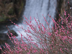 湯河原の梅・河津の桜・稲取の雛