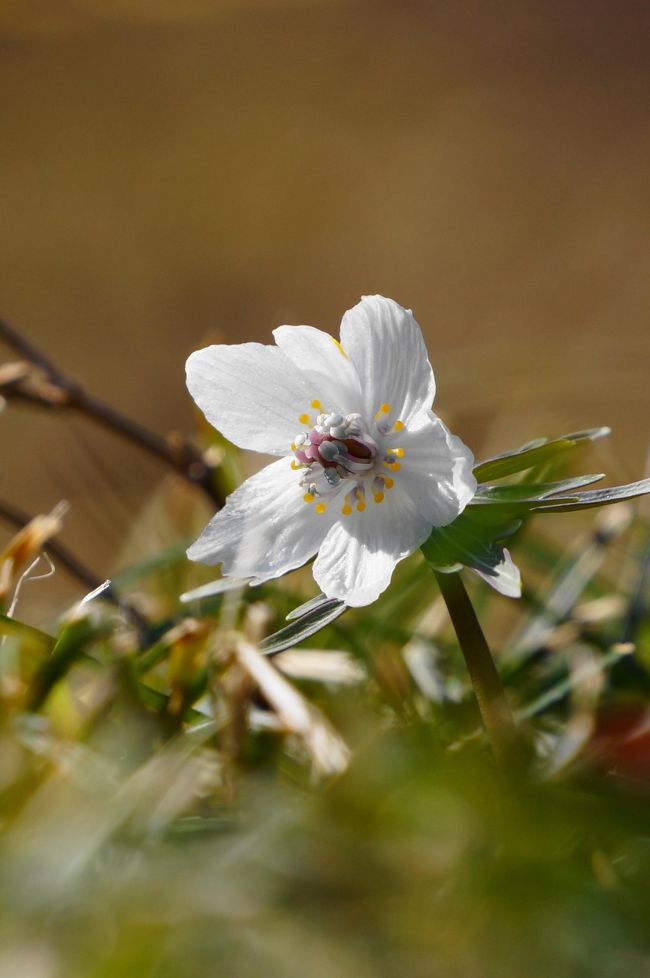 丹波市青垣町には早春の寒さをしのいで芽を出し、可憐に咲くせつぶん草の自生地が多くある。<br />それらの内「森のせつぶん草」と「遠坂せつぶん草」を巡ってきました。<br />先ずは「森自然環境保全の会」が里山の豊かな生態系に最小限に手を加えた「森のせつぶん草」<br />２月１９日から３月１９日まで公開され、３月５日には「森のせつぶん草まつり」が開催されるが今年はまだ花の数が少ないように思われた。<br />しかし可憐な中に品格ある姿はまさに森の妖精。「春告げ花」とも呼ばれていち早く春の訪れを告げていた。<br />この後築百年余の手打ちそば「三津屋妹尾」でランチし「遠坂せつぶん草」へ。<br />こちらは２月１８日から３月５日まで公開されて最終日まで後一日となっていたがちょうど見頃だった。<br />