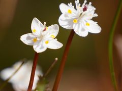 早春の花バイカオウレンが見ごろを迎えた六甲高山植物園