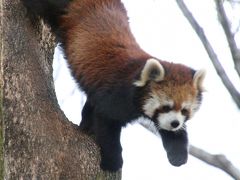 早春の梅の森林公園と埼玉こども動物自然公園（後編）動物園編：レッサーパンダはラブラブか？～ハナビちゃんが目覚めたら嬉しそうに見えたソウソウくんだけど～同居しているキリンのステップちゃん＆新しくなったマヌルネコ舎＆ペンギンヒルズの遊び好きなペンギンほか