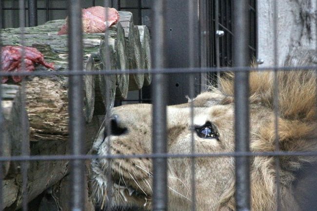 そろそろ野毛山動物園を再訪したくなりました。<br />前回訪れたのは去年2016年の桜の季節に、恒例のように夢見ヶ崎動物公園とハシゴしました。<br />今シーズンは、レッサーパンダのキンタちゃんとケンケンがラブラブなことを、レッサーパンダ・ファンさんのブログで知って、ぜひその様子が見たくなりました。<br /><br />レッサーパンダ・レポートはこの次の旅行記にまとめるとし、この旅行記では他の動物たちをテーマとしました。<br /><br />無料の動物園とは思えない、動物の数も種類も充実した野毛山動物園で、今回、レッサーパンダ以外で楽しみにしていたのは、ツキノワグマとミナミコアリイでした。<br />ところが残念ながら、ツキノワグマの展示はお休みでした。<br />そしてミナマコアリクイは、野毛山動物園にやってきて間もないアサヒくんを初めて見た前回は、ちゃんと起きている姿を見ることができました。<br />しかし、常連さんの話では、アサヒくんはいつも寝てばかりとのことで、今回の私もしかり、寝姿しか拝めませんでした。<br />行動が面白かったチンパンジーたちも、展示場周辺が工事中で、展示がお休みでした。<br /><br />であれば、代わりに、がっつりした檻で写真が撮りづらいからといつもスルーしていた猛獣たちにきちんんと会いたいと思いました。<br />ライオンのラージャーくんの15時30分からの食事タイムも見に行きました。<br />良いお天気に誘われてか、散策日和で来園者が多かったので、ラジャーくんのごはんタイムはかなりの人垣で、始めは全然見えませんでした。<br />でも、ラージャーくんが食べ終わるまでそれなりに時間がかかるので、だんだんと人垣が薄くなって、やっと最後の方でなんとか見ることができました。<br />ラージャーくんについては本日、小さい頃からの成長ぶりを紹介した展示パネルを見つけて、実物に会う前に「予習」することができました。<br />おかげで、ただのライオンではなく、ラージャーくんという個体として親近感が抱けました。<br />写真は顔しか撮れませんでしたが、体に対して顔がかなり大きいところは妙にひょうきんなかんじもして可愛らしかったです。<br />そして目がとってもくりくり！<br />食事タイムのお肉はたいてい台の上にあるのですが、前足を台にかけて覗き込むようにして肉を探すラージャーくんが、実は高い所が苦手だと知った上で見ていたので、さらに可愛らしく見えました。<br />最近ペアの女の子が亡くなってしまってラージャーくんだけになってしまったのは残念です。<br />ライオンのオスは群れを守る習性があるので、守る対象がいないのは寂しかろうと思います。<br /><br />他に、アムールトラのメイメイさんも亡くなっていて、アムールトラ展示場は空でした。<br />せっかく、たとえがっつりした檻越しであっても今度こそ猛獣たちをちゃんと見ようと楽しみにしていたのに、メンバーが減ってしまっていて残念でした。<br /><br />代わりに、というわけではないのですが、閉園までの最後の時間はは虫類館で思ったより楽しめました。<br />は虫類が苦手なはずだった私ですが、動物園通いをしているうちに、だんだんと嗜好が変わったようです。<br /><br />また、我が地元の埼玉こども動物自然公園からお嫁にいった、まだ子どものキリンのモミジちゃんの元気そうな姿も見ることができました。<br /><br />それから今回は、いつもニアミスで、いつか会いたいと思っていたレッサーパンダ・ファンさんについにお会いすることができました。<br />お互いにブログ記事でレッサーパンダ散策の参考にしたり、情報交換をしたりしていました。<br />今まで全然会わなかったのが不思議なくらいだったのです。<br /><br />＜１年ぶりのハシゴとなった新川崎の夢見ヶ崎動物園と横浜の野毛山動物園の旅行記のシリーズ構成＞<br />□（１）夢見ヶ崎動物園：それぞれ単独展示で寂しそうに見えたファファ・パパとケンタくん～鳥類は近寄れなかったけれど、キツネザル舎を含めて全部回ったのは今回が初めての小さな動物園@<br />■（２）野毛山動物園（後編）ミナミコアリクイは昼寝中、ツキノワグマは展示中止で残念だったけど、ライオンのラージャーくんの可愛らしさを知る<br />□（３）野毛山動物園（前編）レッサーパンダ特集：アイドルの自覚満点なキンタちゃんはすでにラブラブピークを去り＆またしても慌ててリンゴをのどにつまらせていたケンケンはやんちゃ坊主のよう@<br /><br />＜タイムメモ＞<br />06:45　家を出る<br />08:20　JR湘南新宿ライン快速で武蔵小杉駅に到着<br />08.24　武蔵小杉駅にてJR横須賀線に乗換え<br />08:27　新川崎駅に到着<br />08:50　夢見ヶ崎動物公園に到着（入園無料・ゲートなし）<br />08:50-09:35　レッサーパンダ<br />09:35-10:15　その他の動物<br />10:15-11:00　レッサーパンダ<br />11:00　夢見ヶ崎動物公園を出る<br />11:20　新川崎駅に戻る<br />11:30　新川崎駅発のJR横須賀線に乗車<br />11:48　横浜駅で京急本線に乗換え<br />11:52　日ノ出町駅に到着<br />12:00-12:25　図書館前のベンチで崎陽軒の中華弁当ランチ<br />12:35　野毛山動物園に到着（入園無料）<br />12:35-14:10　レッサーパンダ<br />（13:15～おやつタイム）<br />14:10-14:20　ライオンのラージャーくん<br />14:20-14:30　キリン・シマウマ<br />14:35-14:45　フサオマキザル・エリマキキツネザル・アビシニアコロブス<br />15:00-15:30　レッサーパンダ<br />（15:10頃～２度目のおやつタイム）<br />15:30-15:50　ライオンの食事タイム見学<br />15:50-16:15　レッサーパンダ<br />16:15-16:30　は虫類館<br />16:30　野毛山動物園を出る（閉園16:30）<br />16:40　動物園前発の市営バスで横浜駅へ<br />17:05頃　横浜駅改札口前バス停に到着<br />19:00頃　帰宅<br /><br />野毛山動物園の公式サイト<br />http://www.hama-midorinokyokai.or.jp/zoo/nogeyama/<br /><br />＜これまでの夢見ヶ崎動物公園と野毛山動物園の旅行記＞<br />2016年４月３日（夢見ヶ崎５回目＆野毛山３回目）<br />「桜の季節の川崎と横浜のレッサーパンダ動物園めぐり（１）夢見ヶ崎動物公園のレッサーパンダ特集：よく食べてよく寝るケンタくん・ケイコちゃん＆活動的なアンちゃんママ＆雨の中一人ぼっちのお外ファファくん」<br />http://4travel.jp/travelogue/11119797<br />「桜の季節の川崎と横浜のレッサーパンダ動物園めぐり（２）小雨と桜降る夢見ヶ崎動物公園～桜の下でじっとこちらを見るホンシュウジカたち＆Hello！ラマの赤ちゃんのケイトちゃん」<br />http://4travel.jp/travelogue/11119802<br />「桜の季節の川崎と横浜のレッサーパンダ動物園めぐり（３）野毛山動物園のレッサーパンダ特集：毛並みはしょぼしょぼだけどやっぱり可愛いキンタちゃん＆大好物のリンゴを吐いてしまった賢健くん、リンゴはよく噛んで食べようね」<br />http://4travel.jp/travelogue/11119803<br />「桜の季節の川崎と横浜のレッサーパンダ動物園めぐり（４）桜に彩られた野毛山動物園～愉快なチンパンジーやニューフェイスのミナミコアリクイのアサヒくんやハンモックに乗った姿が可愛いツキノワグマのコマチちゃん他」<br />http://4travel.jp/travelogue/11119809<br /><br />2015年12月５日（夢見ヶ崎４回目）<br />「Hello！レッサーパンダの赤ちゃん～小さな冒険者ケンタくんとケイコちゃん、夢見ヶ崎動物公園にて」<br />http://4travel.jp/travelogue/11083166<br />「2015年もレッサーパンダとイルミネーション（前編）双子の赤ちゃんがいるレッサーパンダ一家目当ての夢見ヶ崎動物公園は紅葉とイチョウ絨毯」<br />http://4travel.jp/travelogue/11083168<br /><br />2014年６月15日（夢見ヶ崎３回目）<br />「あじさい祭りとレッサーパンダを１日で楽しむ欲張りコース（３）夢見ヶ崎動物園のレッサーパンダ詣：女の子だったギンガちゃんとファファ・パパ＆アンちゃんママがついに同居展示」<br />http://4travel.jp/travelogue/10898947<br /><br />２回目：2014年３月８日<br />「初春の神奈川レッサーパンダ詣（１）１年ぶりの野毛山動物園～貴重なアカエリマキキツネザルやインドホシガメの食事姿などいろいろ」<br />http://4travel.jp/travelogue/10866221<br />「初春の神奈川レッサーパンダ詣（２）１年ぶりの野毛山っ子たち：鼻の上の茶毛がそばかすみたいでチャーミングな賢健くん、精悍な顔の海くんはキンタちゃんに邪険にされてしょんぼり＆おめめくりくりの可愛いキンタちゃん、尻尾はあいかわらずしょんぼり」<br />http://4travel.jp/travelogue/10866296<br />「初春の神奈川レッサーパンダ詣（３）１年ぶりの夢見ヶ崎動物園：ガラス越しの甘々写真で失礼！～はじめまして、ギンガくん、てけてけよく動いていたアンちゃん、一匹で寂しそうだったファファくん＆マーコールの赤ちゃんたち」<br />http://4travel.jp/travelogue/10866297<br /><br />１回目：2013年２月３日<br />「節分の日のレッサーパンダ詣は横浜と川崎をはしご（1）野毛山動物園の海くん＆キンタちゃん・賢健くん──海くんは魔性のレッサーで、賢健くんは恐妻家！？」<br />http://4travel.jp/travelogue/10747684/<br />「節分の日のレッサーパンダ詣は横浜と川崎をはしご（2）野毛山動物園へのアクセスといろいろな動物たち～ホウシャガメの赤ちゃんやいろんなワニに、珍しいカグー他」<br />http://4travel.jp/travelogue/10747922/<br />「節分の日のレッサーパンダ詣は横浜と川崎をはしご（3）夢見ヶ崎動物公園のファファくん・アンちゃん・カリンちゃん親子──図体は大きくてもやっぱりカリンちゃんはまだ赤ちゃん@」<br />http://4travel.jp/travelogue/10747930<br /><br />※これまでの動物旅行記の目次を作成済。随時更新中。<br />「動物／動物園と水族館の旅行記～レッサーパンダ大好き～　目次」<br />http://4travel.jp/travelogue/10744070<br />