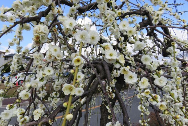 名古屋市農業センターの今が見頃の、七分咲の枝垂れ梅の紹介です。先に咲いた花は、既に散り始めていました。枝垂れ梅の品種は12種類、約700本とされます。(ウィキペディア)