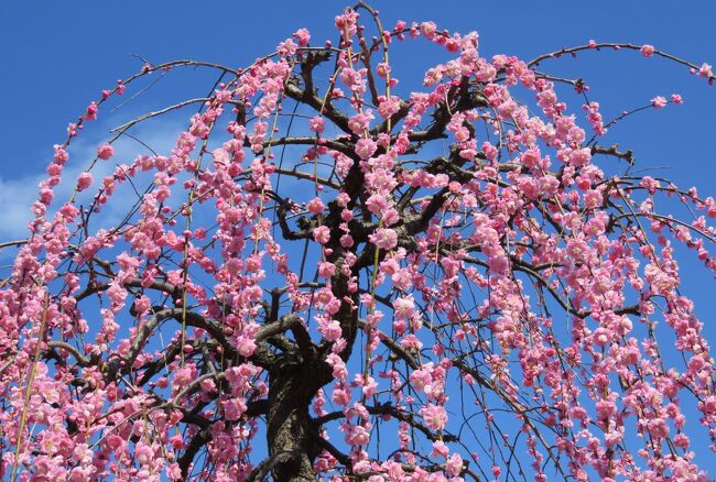 見頃になった、名古屋市農業センターの枝垂れ梅の紹介です。開花時期に気温の変化が大きかったためでしょうか、今年の梅の咲き方には、例年よりばらつきが多いようにも感じました。(ウィキペディア)