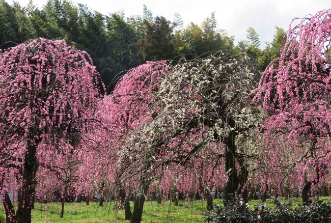 今年三回目の見学となった、名古屋市農業センターの七分咲程度の、見頃になった枝垂れ梅紹介の締め括りです。(ウィキペディア)<br />