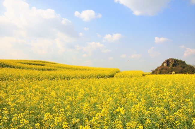 圧倒的なスケールに広がる菜の花、棚田。<br />中国は広い！<br /><br />スケジュール<br />2月19日　深セン 9:05発 － 興義 10:55着 東海航空<br />　　　　 午後　万峰林　興義泊<br />2月20日　午前　馬峰河峡谷<br />　　　　 午後　興義西バスターミナル～羅平 羅平泊<br />2月21日　金鶏峰、牛街螺?梯田　羅平泊<br />2月22日　羅平～開遠～元陽　元陽泊<br />2月23日　元陽観光　元陽泊<br />2月24日　元陽～昆明　昆明泊<br />2月25日　昆明観光　昆明泊 (予定外)<br />2月26日　昆明　8:55発 ～ 香港 11:30着 HK Express (予定外)<br /><br />25日夜の昆明-深センの南方航空で帰る予定でしたが、霧のため欠航...<br />もうその日の便はなく、仕方なく昆明にもう1泊し、翌日の香港行きで帰ってきました。