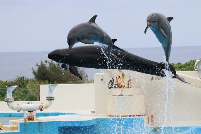 ３月、休みが取れそうということで寒さを避けて沖縄へ<br />長女が大好きな水族館へ<br />待望の美ら海水族館<br />おまけの１００名城スタンプラリー<br /><br />１日目<br />那覇空港　～　ウミカジテラス　～　首里城　～　ホテル<br />２日目<br />備瀬フクギ並木　～　美ら海水族館　～　今帰仁城　～　古宇利島　～　ホテル<br />３日目<br />万座毛　～　中城城　～　那覇空港