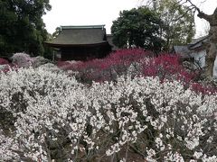 道明寺天満宮の梅林へ