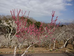 伊豆半島の花巡るツアー（１）