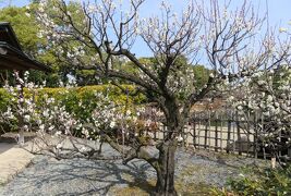 2017春、梅の花咲く白鳥庭園(2/5)：カルガモ、游濱亭、白梅、馬酔木、汐見四阿、水琴窟