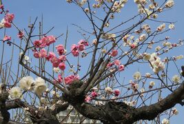 2017春、梅の花咲く白鳥庭園(3/5)：シナマンサク、清羽亭、竹林、雌滝、紅梅、白梅