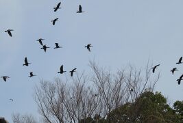 2017春、梅の花咲く白鳥庭園(5/5)：清羽亭、寒菖蒲、蹲踞、カルガモ、ユリカモメ、ドバト