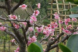 2017春、梅の花咲く徳川園(2/5)：瑞龍亭、椿・中部初雁、鹿威し、御門樹、有楽