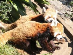 バレンタインのラブラブピークを過ぎてしまった新川崎と横浜のレッサーパンダ詣（３）野毛山動物園（後編）レッサーパンダ特集：アイドルの自覚満点なキンタちゃんはすでにラブラブピークを去り＆またしても慌ててリンゴをのどにつまらせていたケンケンはやんちゃ坊主のよう@