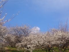 本沢梅園、城山湖