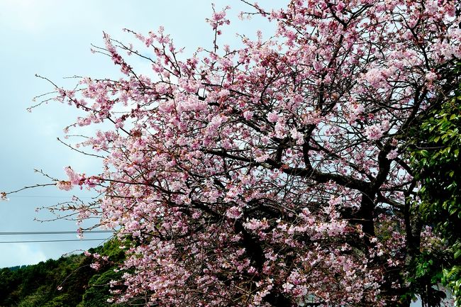 　ＮＨＫローカルの天気予報で紹介している明礬温泉の寒桜をみてきました。<br />　ついでに南立石公園を訪問し、寒緋桜やしだれ梅も鑑賞してきました。<br />