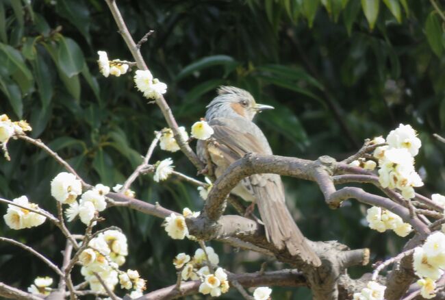 2017春、梅の花咲く白鳥庭園(4/5)：白梅、紅梅、まだ若い臥龍梅、滝見四阿、雄滝、三椏