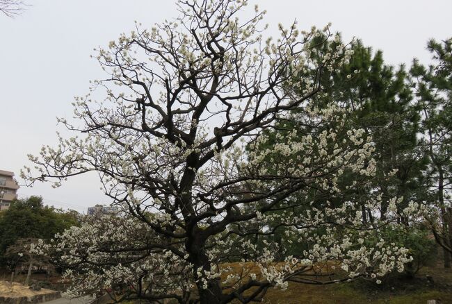 2017春、梅の花咲く徳川園(1/5)：牡丹園、新国色、島津紅、木瓜、白加賀、メジロ