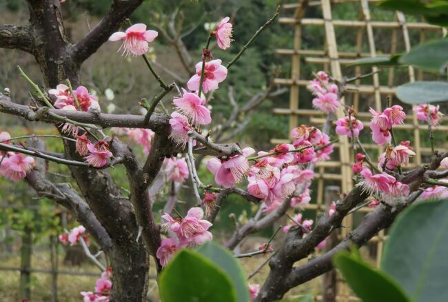 梅の花咲く徳川園の紹介です。池泉回遊式庭園の中心部の龍仙湖を見下ろす、小高い場所に建つ茶亭の『瑞龍亭(ずいりゅうてい)』等の紹介です。織田信長公の実弟の有楽斎に因む茶室です。(ウィキペディア)