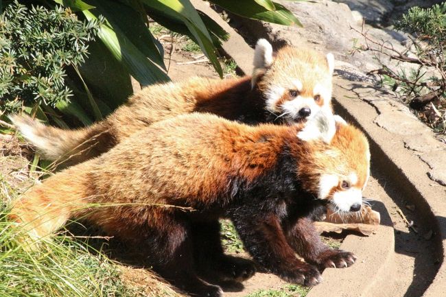 野毛山動物園では、ケンケン（賢健）とキンタちゃんのラブラブがぜひ見たかったです！<br /><br />当初は、今年2017年の年始休み中に行くつもりでした。<br />その頃なら、まだラブラブな２頭が見られたでしょう。<br />でも、体調がいまいちだったため、我が家から横浜まで行くのに十分なだけ早起きができませんでした。<br />レッサーパンダの恋の季節はバレンタインデーの頃。なので２月なら間に合うだろうと思っていました。<br /><br />ところが今シーズン、ケンケンとキンタちゃんは早くも11月にはラブラブ・モードに突入し始めたため、終わるのが早まってしまったようです。<br />そんなこともあるんだと驚きました。<br />２月からすでに、キンタちゃんの方が「ノー！」となり始めていたそうです、残念！<br /><br />ケンケンがキンタちゃんにちょっかい出すシーンは２度見られましたが、キンタちゃんが怒ってしまい、いちゃいちゃではなく、完全にケンカでした。<br />それが見られただけでもよしとするか。<br /><br />いやいやいや、野毛山動物園は１年ぶりで、２頭のラブラブぶりが見たいと期待してしまったけれど、そもそも元気で可愛い２頭に久しぶりに会うことこそが訪れた最大の目的なので、十分満足できました。<br />どちらもほんとに可愛いんです。<br />そしてどちらもお年寄り。いつなにがあるか分からないかと思うと、再訪するのをこれ以上後回しにできないと思っていました。<br /><br />キンタちゃんはほんとにアイドルの自覚があって、可愛い顔をよく見せてくれます。<br />寝ていても顔をギャラリーに見せていてくれます。<br />ケンケンも、野毛山動物園にやって来てまだ間もない頃、キンタちゃんを怖がっていて、同居展示中、落ち着かなかった姿を見ているだけに、キンタちゃんのラブラブ・モードが終わってしまっていても、楽しそうにしている姿が見られて満足です。<br /><br />それにありがたいことに野毛山動物園では、レッサーパンダのとびきり可愛い姿が見られるリンゴタイムが毎日２度もあるのです。<br />１回目のとき、ケンケンはまたリンゴをあわててほおばったらしく、のどにつまらせていました。<br />しばらく気持ち悪そうにしていた後、リンゴを吐き出しましたが、吐いたリンゴも食べた後はけろっとした顔でおかわりをもらいに来ていました。<br />その姿を見てほっとしたし、ケンケンがリンゴをのどにつまらせることはよくあるようなので、飼育員さんもさほど心配していませんでした。<br />とはいえ、ケンケンがもう若くないことを考えると、心配です。<br />でも、２回目のリンゴのときは、あわててリンゴをのみこまず、しゃりしゃりと音をたてて、少しずつ食べていました。<br /><br />ちなみに、飼育員さんのトークで、実はケンケンがリンゴよりもミルクが好きで、毎日200ml飲むことを初めて知りました。<br />野毛山動物園では、レッサーパンダにミルクをあげる習慣はなかったのですが、徳山動物園時代に飲んでいたのをやめてしまうのはかわいそうなので、いまでもあげているそうです。<br /><br />＜１年ぶりのハシゴとなった新川崎の夢見ヶ崎動物園と横浜の野毛山動物園の旅行記のシリーズ構成＞<br />□（１）夢見ヶ崎動物園：それぞれ単独展示で寂しそうに見えたファファ・パパとケンタくん～鳥類は近寄れなかったけれど、キツネザル舎を含めて全部回ったのは今回が初めての小さな動物園@<br />□（２）野毛山動物園（前編）ミナミコアリクイは昼寝中、ツキノワグマは展示中止で残念だったけど、ライオンのラージャーくんの可愛らしさを知る<br />■（３）野毛山動物園（後編）レッサーパンダ特集：アイドルの自覚満点なキンタちゃんはすでにラブラブピークを去り＆またしても慌ててリンゴをのどにつまらせていたケンケンはやんちゃ坊主のよう@<br /><br />＜タイムメモ＞<br />06:45　家を出る<br />08:20　JR湘南新宿ライン快速で武蔵小杉駅に到着<br />08.24　武蔵小杉駅にてJR横須賀線に乗換え<br />08:27　新川崎駅に到着<br />08:50　夢見ヶ崎動物公園に到着（入園無料・ゲートなし）<br />08:50-09:35　レッサーパンダ<br />09:35-10:15　その他の動物<br />10:15-11:00　レッサーパンダ<br />11:00　夢見ヶ崎動物公園を出る<br />11:20　新川崎駅に戻る<br />11:30　新川崎駅発のJR横須賀線に乗車<br />11:48　横浜駅で京急本線に乗換え<br />11:52　日ノ出町駅に到着<br />12:00-12:25　図書館前のベンチで崎陽軒の中華弁当ランチ<br />12:35　野毛山動物園に到着（入園無料）<br />12:35-14:10　レッサーパンダ<br />（13:15～おやつタイム）<br />14:10-14:20　ライオンのラージャーくん<br />14:20-14:30　キリン・シマウマ<br />14:35-14:45　フサオマキザル・エリマキキツネザル・アビシニアコロブス<br />15:00-15:30　レッサーパンダ<br />（15:10頃～２度目のおやつタイム）<br />15:30-15:50　ライオンの食事タイム見学<br />15:50-16:15　レッサーパンダ<br />16:15-16:30　は虫類館<br />16:30　野毛山動物園を出る（閉園16:30）<br />16:40　動物園前発の市営バスで横浜駅へ<br />17:05頃　横浜駅改札口前バス停に到着<br />19:00頃　帰宅<br /><br />野毛山動物園の公式サイト<br />http://www.hama-midorinokyokai.or.jp/zoo/nogeyama/<br /><br />＜これまでの夢見ヶ崎動物公園と野毛山動物園の旅行記＞<br />2016年４月３日（夢見ヶ崎５回目＆野毛山３回目）<br />「桜の季節の川崎と横浜のレッサーパンダ動物園めぐり（１）夢見ヶ崎動物公園のレッサーパンダ特集：よく食べてよく寝るケンタくん・ケイコちゃん＆活動的なアンちゃんママ＆雨の中一人ぼっちのお外ファファくん」<br />http://4travel.jp/travelogue/11119797<br />「桜の季節の川崎と横浜のレッサーパンダ動物園めぐり（２）小雨と桜降る夢見ヶ崎動物公園～桜の下でじっとこちらを見るホンシュウジカたち＆Hello！ラマの赤ちゃんのケイトちゃん」<br />http://4travel.jp/travelogue/11119802<br />「桜の季節の川崎と横浜のレッサーパンダ動物園めぐり（３）野毛山動物園のレッサーパンダ特集：毛並みはしょぼしょぼだけどやっぱり可愛いキンタちゃん＆大好物のリンゴを吐いてしまった賢健くん、リンゴはよく噛んで食べようね」<br />http://4travel.jp/travelogue/11119803<br />「桜の季節の川崎と横浜のレッサーパンダ動物園めぐり（４）桜に彩られた野毛山動物園～愉快なチンパンジーやニューフェイスのミナミコアリクイのアサヒくんやハンモックに乗った姿が可愛いツキノワグマのコマチちゃん他」<br />http://4travel.jp/travelogue/11119809<br /><br />2015年12月５日（夢見ヶ崎４回目）<br />「Hello！レッサーパンダの赤ちゃん～小さな冒険者ケンタくんとケイコちゃん、夢見ヶ崎動物公園にて」<br />http://4travel.jp/travelogue/11083166<br />「2015年もレッサーパンダとイルミネーション（前編）双子の赤ちゃんがいるレッサーパンダ一家目当ての夢見ヶ崎動物公園は紅葉とイチョウ絨毯」<br />http://4travel.jp/travelogue/11083168<br /><br />2014年６月15日（夢見ヶ崎３回目）<br />「あじさい祭りとレッサーパンダを１日で楽しむ欲張りコース（３）夢見ヶ崎動物園のレッサーパンダ詣：女の子だったギンガちゃんとファファ・パパ＆アンちゃんママがついに同居展示」<br />http://4travel.jp/travelogue/10898947<br /><br />２回目：2014年３月８日<br />「初春の神奈川レッサーパンダ詣（１）１年ぶりの野毛山動物園～貴重なアカエリマキキツネザルやインドホシガメの食事姿などいろいろ」<br />http://4travel.jp/travelogue/10866221<br />「初春の神奈川レッサーパンダ詣（２）１年ぶりの野毛山っ子たち：鼻の上の茶毛がそばかすみたいでチャーミングな賢健くん、精悍な顔の海くんはキンタちゃんに邪険にされてしょんぼり＆おめめくりくりの可愛いキンタちゃん、尻尾はあいかわらずしょんぼり」<br />http://4travel.jp/travelogue/10866296<br />「初春の神奈川レッサーパンダ詣（３）１年ぶりの夢見ヶ崎動物園：ガラス越しの甘々写真で失礼！～はじめまして、ギンガくん、てけてけよく動いていたアンちゃん、一匹で寂しそうだったファファくん＆マーコールの赤ちゃんたち」<br />http://4travel.jp/travelogue/10866297<br /><br />１回目：2013年２月３日<br />「節分の日のレッサーパンダ詣は横浜と川崎をはしご（1）野毛山動物園の海くん＆キンタちゃん・賢健くん──海くんは魔性のレッサーで、賢健くんは恐妻家！？」<br />http://4travel.jp/travelogue/10747684/<br />「節分の日のレッサーパンダ詣は横浜と川崎をはしご（2）野毛山動物園へのアクセスといろいろな動物たち～ホウシャガメの赤ちゃんやいろんなワニに、珍しいカグー他」<br />http://4travel.jp/travelogue/10747922/<br />「節分の日のレッサーパンダ詣は横浜と川崎をはしご（3）夢見ヶ崎動物公園のファファくん・アンちゃん・カリンちゃん親子──図体は大きくてもやっぱりカリンちゃんはまだ赤ちゃん@」<br />http://4travel.jp/travelogue/10747930<br /><br />※これまでの動物旅行記の目次を作成済。随時更新中。<br />「動物／動物園と水族館の旅行記～レッサーパンダ大好き～　目次」<br />http://4travel.jp/travelogue/10744070<br />