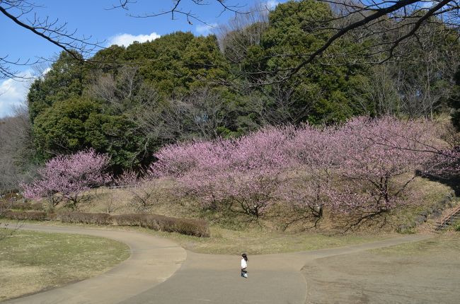横浜花めぐり　寒桜、梅、ハナモモそして野鳥　三ッ池公園、四季の森公園