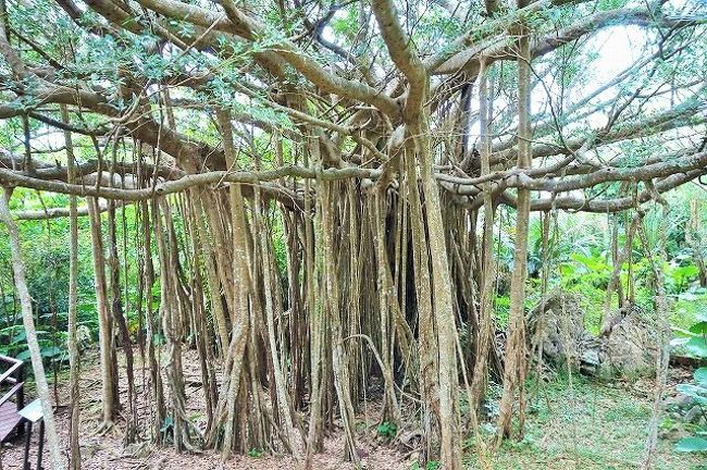 16新春沖縄旅 やんばる 本島北部 観光編 国頭 大宜味 沖縄県 の旅行記 ブログ By Bon Voyageさん フォートラベル