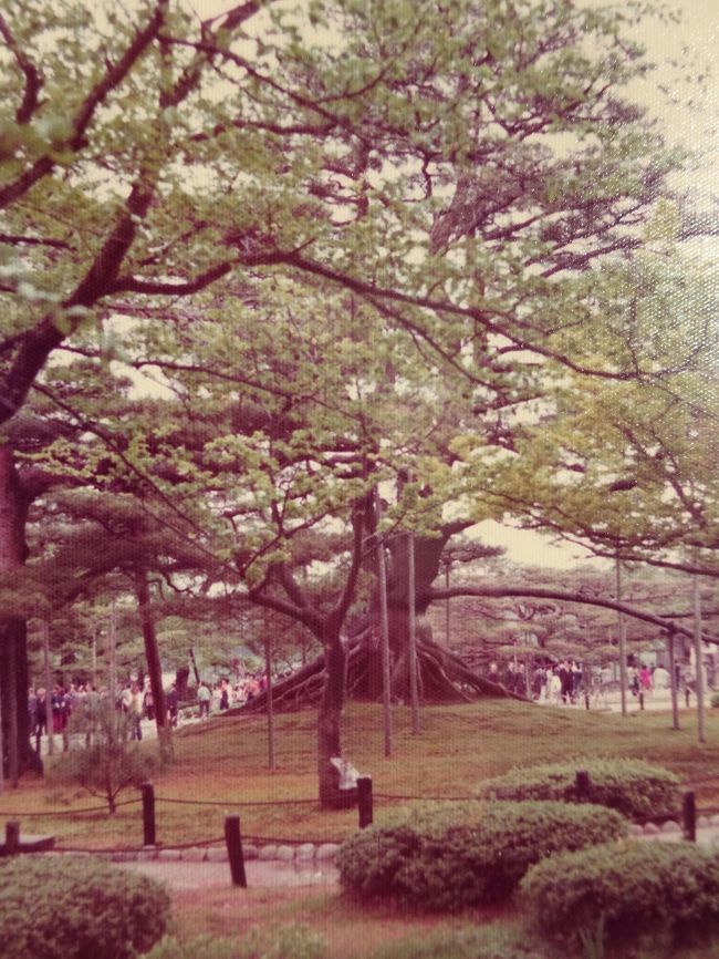 ③5/1 昨晩は､卯辰山公園にあるＹＨに宿泊し､朝､卯辰山を散策します｡ﾊﾞｽで金沢駅に行き､近江町市場 尾崎神社 尾山神社 中央公園 香林坊 兼六園 成巽閣 郷土資料館 金沢城石川門 金沢大学 小立野よりﾊﾞｽで湯涌温泉の江戸村に行きます｡金沢駅より羽咋駅に行き､ﾊﾞｽで本成寺に行き､YHに宿泊します｡<br /><br />⑧5/6  昨晩､能登より戻り､金沢の泉野台YHに宿泊します｡今日は金沢市内を観光し､金沢(国鉄)米原(新幹線)東京に戻ります｡<br />朝､ﾊﾞｽで平和町に行き､大乗寺 野田山 室生犀星の墓 前田利家の墓所 平和町よりﾊﾞｽで寺町3丁目､妙立寺(忍者寺) 雨宝院 犀川大橋 室生犀星文学碑 石川近代文学館 武家屋敷(長町) 香林坊 ﾊﾞｽで金沢 電車で米原 東京に戻ります｡<br /><br /> {旅程}<br />①4/29<br />東京6:00(ひかり21号)ｰ8:01名古屋8:08(こだま361号)ｰ8:45米原9:22(特急しらさぎ1号)ｰ10:16武生駅<br />ｱ)(ﾊﾞｽ)梅浦 玉川観音 越前海岸 鳥糞岩 呼鳥門(ﾊﾞｽ)三国駅 滝谷寺(ﾊﾞｽ)<br />ｲ)(東尋坊観光)遊覧船乗船 荒磯遊歩道(虚子･愛子･柏翠の句碑 三好達治詩碑 高見順詩碑 雄島)(ﾊﾞｽ)三国駅(電車)福井駅 福井県婦人青年会館YH(泊)<br /><br />②4/30<br />ｱ)(福井観光)福井城址 足羽山左内公園 (電車 福井 東石市 永平寺)<br />ｲ)(永平寺観光)(電車 永平寺 東石市 勝山)<br />ｳ)平泉寺 玄成院庭園(ﾊﾞｽ)勝山(電車 勝山 福井 金沢) 金沢YH(泊)<br /><br />★③5/1<br />ｱ)(金沢観光)卯辰山 近江町市場 尾崎神社 尾山神社 中央公園 香林坊 兼六園 郷土資料館 金沢城石川門 金沢大学 成巽閣 小立野(ﾊﾞｽ)湯涌温泉 江戸村(ﾊﾞｽ)金沢(電車)羽咋駅(ﾊﾞｽ)本成寺口    本成寺YH(泊)<br /><br />④5/2<br />本成寺(ﾊﾞｽ)能登一ノ宮<br />ｱ)(気多大社観光) 正覚院 釈迢空句碑 折口信夫父子歌碑 柴垣海岸 (ﾊﾞｽ)<br />ｲ)妙成寺観光 (ﾊﾞｽ 柴垣 三明 福浦港)<br />ｳ)能登金剛観光(ﾊﾞｽ 巌門 富来 増穂浦 関野鼻)<br />ｴ)関野鼻海岸 ﾔｾの断崖 (ﾊﾞｽ)門前総持寺(観光)  覚皇院YH(泊)<br /><br />⑤5/3   <br />YH 日尾野(ﾊﾞｽ)道下<br />ｱ)(猿山岬付近遊歩道)鹿磯 深見 桜滝 猿山灯台(霧笛) (車ﾋｯﾁ)皆月 荒磯自然歩道(藻浦海岸 皆月青少年旅行村 上大沢)(ﾊﾞｽ)輪島駅<br />ｲ)(輪島観光)漆器会館(輪島塗) 住吉神社(夕市) 重蔵神社 馬場町(ﾊﾞｽ 千枚田 曽々木)  曾々木梶山YH(夜 御尋常太鼓観光)<br /><br />⑥5/4<br />ｱ)(曾々木観光)福穴 垂水の滝 上時国家 下時国家 能登集古館 曾々木口<br />ｲ)(観光ﾊﾞｽ乗車)(仁江海岸 揚げ浜塩田 大崎島 木ﾉ浦高屋海岸 折戸海岸 狼煙 禄剛崎灯台観光 珠洲(喜兵衛どん) 見附島(軍艦島) 恋路海岸 松波町 小木港 (九十九湾遊覧船めぐり) 日和山口)下車  つくも湾YH(泊)<br /><br />⑦5/5<br />ｱ)能登小木駅(電車)8:23-9:09古君駅 明泉寺(源頼朝廟)(ﾀｸｼｰ)鵜川駅10:36(電車 ﾎﾞﾗの見張り台 中居八景 七尾 羽咋駅12:18)<br />ｲ)(羽咋観光)羽咋神社(石衝別命の墓 石城別王の墓) 唐戸山神事相撲場<br />羽咋(電車)金沢(ﾊﾞｽ)泉野3丁目  泉野台YH(泊)<br /><br />★⑧5/6<br />ｱ)(金沢観光)平和町 大乗寺 野田山 室生犀星の墓 前田利家の墓所(ﾊﾞｽ)妙立寺(忍者寺) 雨宝院 犀川大橋 犀星文学碑 石川近代文学館 武家屋敷(長町) 香林坊 金沢駅(電車 米原)東京駅