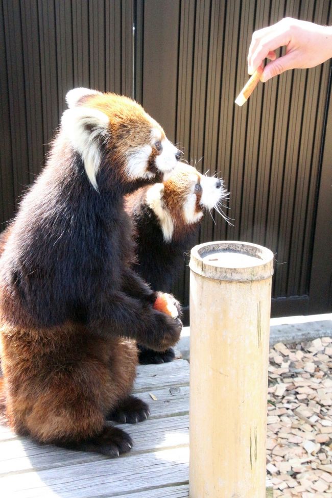 ここ数年、年始休みに日本平動物園を訪れていました。<br />でも、去年2016年生まれのレッサーパンダの赤ちゃんが、珍しく８月には公開されていたので（ふつうは早生まれでも９月下旬です）、前回は９月上旬に日本平動物園を訪れました。<br />なのでパターンを変え、今年2017年の年始休みは、日本平動物園には行きませんでした。<br />そのせいか、そろそろ日本平動物園に行きたくてそわそわしてきました。<br />去年９月に会った赤ちゃんのホーリーちゃんのその後の成長ぶりも見たかったし、レッサーパンダ・ファンさんのブログなどから、そのホーリーちゃんが母親との同居は解消となりましたが、まつばちゃんと同居していることが分かったからです。<br />また、今年の繁殖をめざして、タクくんとホーマーちゃんが同居していることも分かったからです。<br /><br />というわけで、手帳の予定をにらめっこし、３月第一週目の週末に日帰り遠征が可能だとにらんだので、そのときに日本平動物園に行くことにしました。<br />ところが、直前になって日本平動物園の公式サイトをチェックしたら、日本平動物園ではその翌週末から春の動物園まつり開始でした。<br />レッサーパンダ館の工事が終わるのも、翌週末前でした。<br />しまったーっと思いました！<br /><br />でも、よくよく公式サイトの情報をチェックしてみたら、まつばちゃんとホーリーちゃんの同居は、レッサーパンダ館の工事のため、展示場が１つ使えないことが理由のようでした。<br />であれば、もしかしたら工事が終わったら、まつばちゃんもホーリーちゃんも単独展示になるのかもしれません。<br />レッサーパンダはなわばり意識があるため、大人になれば単独生活が基本で、繁殖期以外で展示場を同じにすると、仲の良い子同士ならともかく、けんかをしたり、ストレスになったりするからです。<br />なので、行くことに決めたこの週末は、今のまつばちゃんとホーリーちゃんの同居が見られるラストチャンスの週末でした。<br />それに春の動物園まつりが開始すると、イベントは増えますが、必ずしもレッサーパンダのイベントが増えるわけではなく、来園者も増えて混雑するでしょう。<br />そういう特別な時期でなくても、日本平動物園では、毎日11時20分からレッサーパンダの食事タイム＆飼育員さんのトークがあるのです。<br /><br />というわけで、いまレッサーパンダ目当てに行くなら、我ながらぎりぎりの良いタイミングだったと思いました。<br /><br />まつばちゃんとホーリーちゃんの同居は、２才で、もう大人のまつばちゃんが、まだゼロ才で子どものホーリーちゃんにすっかり気圧されている様子が、公式サイトでもレッサーパンダ・ファンさんのブログでもレポートされていました。<br />お気に入りの昼寝場所である屋内との出入口のくぼみの空間も、ホーリちゃんにとられてしまい、まつばちゃんは外で寝ていたようです。<br />実際、私が目にした２頭の同居ぶりは、たしかにまつばちゃんがホーリーちゃんに気圧されているところもありましたが、もう同居を生活を繰り返しているので、互いに適度にスルーしあっていました。<br />ホーリーちゃんがまつばちゃんのしっぽにさわろうとして、まつばちゃんがビクッと飛び上がるシーンもありました。<br />でも、笹を食べる時の距離が近く、仲良く食べているときもありました。<br />また、昼寝場所はたしかにホーリーちゃんが奥を占領していましたが、まつばちゃんは外ではなく、くぼみの入口近くで寝ていました。<br />夕方、まつばちゃんがホーリーちゃんを、「ガオッ！」と威嚇し、攻撃しかけるシーンもありました。<br />どうせなら仲良しになって欲しかったけれども、まつばちゃんもだいぶ成長（？）しているようでした。<br /><br />今回はシーちゃんとスミレちゃんが非展示扱いで会えませんでしたが、タクくんとホーマーちゃんが同居しているのも見られましたし、ヤマトくんにも会えました。<br />ヤマトくんは換毛が始まっていて、少し毛並みがぼさぼさしていました。<br />でも、とてもフォトジェニックで、私がカメラを構えているときに、じーっと立ち止まって目線をくれたりしました。<br />他の来園者が驚いて「もしかして常連さんですか？」と聞いてきたほどです@<br />恋鳴きもしていて、お姉さんのまつばちゃんを意識しているようでした。<br /><br />タクくんとホーマーちゃんは、適度な距離を保って過ごしいて、特にラブラブな姿は見られませんでした。<br />でも私が見られなかったのと、この繁殖期に交尾したかどうかとは別です。<br />適度な距離を保って平和に同居できることこそ、相性が悪くないとも言えるわけです。<br />なにしろタクくんは、スミレちゃんと同居し始めたとき、スミレちゃんを追いつめてモートの水の中に突き落とした前科があるのですから。<br />リンゴタイムのときは、タクくんとホーマーちゃんは見学者の方を向いて、並んで食べてくれました。<br />まつばちゃんとホーリーちゃんのときのリンゴタイムのときは、いまいち良い場所とりが出来ませんでしたが、タクくんとホーマーちゃんは目の前で見られました。<br />もっとも、反射が厳しいガラス越しで、あまりに近いため、撮影チャンスは限られましたし、タクくんはともかく、ホーマーちゃんは食べている間、ずっとうつむいていました。<br />ただ、リンゴが最後の一切れとなり、それをホーマーちゃんが食べ始めたとき、タクくんはうらやましそうに見ていましたが、奪い取ったりしませんでした。<br />リンゴへの執着度はレッサーパンダによるとはいえ、奪っちゃう子の方が多いと思うので（某北の動物園の子のように嫁を怒らせたり泣かせたりした旦那たちなど？）、タクくんに感心してしまいました。<br /><br />＜半年ぶりで通算６回目の日本平動物園の旅行記のシリーズ構成＞<br />□（１）いつもとちょっと違うアクセス編＆やっぱり楽しんだグルメとおみやげ編<br />■（２）レッサーパンダ特集：楽しみにしていたまつばちゃん・ホーリーちゃんとタクくん・ホーマーちゃんの同居＆換毛が始まっていたけど恋鳴きもしていたヤマトくん＆非展示だけど元気そうだったスミレちゃん<br />□（３）猛獣館299の猛獣達～豪快な遊びを続けていたホッキョクグマのロッシーくんと同居中の美しきバニラちゃん＆食事タイムのアジアゾウほか大型草食動物<br />□（４）豊富なサルの仲間たち～ブラッザゲノンのトリプル赤ちゃんや初めてまともに見たヒゲサキの意外な可愛らしさ＆起きているタイミングで会いに行けた夜行性動物たち<br /><br />日本平動物園の公式サイト<br />http://www.nhdzoo.jp/<br /><br />＜タイムメモ＞<br />05:00　家を出る<br />06:35　JR品川駅に到着<br />07:10　品川駅発の東海道新幹線ひかり461号に乗車（自由席）<br />08:04　静岡駅到着<br />08:10-08:30　駅前バスターミナル下見ほか<br />（08:13発のバスに乗ろうと思えば乗れた）<br />08:35-08:45　駅隣接のASTY内のカフェ「ディキシーダイナーズ」で朝食<br />08:53　静岡駅前発のバスに乗車<br />09:20頃　日本平動物園のバス停に到着（定刻09:12）<br />09:20　日本平動物園に入園（開園09:00）<br />09:20-10:30　レッサーパンダ<br />10:35-10:40　ブラッザゲノン（トリプル赤ちゃん）<br />10:45-10:55　ホッキョクグマ<br />10:55-11:05　ゴマフアザラシ<br />11:10-11:50　レッサーパンダ<br />（11:20すぎからリンゴタイム）<br />11:50-12:00　写真チェック休憩<br />12:00-12:10　レッサーパンダ（12:10には全員昼寝）<br />12:10-12:25　ランチ休憩<br />12:30-12:35　レッサーパンダ（非展示のスミレ）<br />12:35-12:45　ブラッザゲノン・シシオザルほか中型サル<br />12:45-13:00　猛獣館299（ゴマフアザラシ・ホッキョクグマ）<br />13:00-13:15　バイソン・キリン・ゾウ<br />13:15-13:30　ゾウの食事（トレーニングお休み）<br />13:30-14:15　猛獣館（アムールトラ・ライオン・ジャガー・ピューマ）<br />14:15-14:40　休憩<br />14:40-14:45　ボルネオオランウータン<br />14:45-14:50　シロサイ<br />14:50-14:55　マレーバク（屋内）<br />14:55-15:05　小型サル<br />（エリマキキツネザル・リスザル・ヒゲサキ・ワオキツネザル）<br />15:10-15:40　夜行性動物館<br />15:45-16:25　レッサーパンダ<br />（16:15 レッサーパンダ館屋外のヤマト・まつば・ホーリー収容）<br />（16:25 飼育棟のタク・ホーマー収容）<br />16:30　動物園を出る（16:30閉園）<br />16:47　動物園入口停留所発のバスに乗車（実際は２分遅れ）<br />17:15頃　静岡駅前に到着<br />17:20-18:00　パルシェ食彩館の沼津魚がし鮨で夕食<br />18:15-18:25　ASTYのグランドキオスクで静岡みやげの買い物<br />18:38　静岡駅発の新幹線ひかり476号に乗車（指定席）<br />19:33　品川駅着<br />22:00頃　帰宅<br /><br />※これまでの動物旅行記の目次を作成済。随時更新中。<br />「動物／動物園と水族館の旅行記～レッサーパンダ大好き～　目次」<br />http://4travel.jp/travelogue/10744070<br /><br />※これまでの日本平動物園とアクセスなどのプロローグ編の旅行記のURL集は、この旅行記シリーズ最初の旅行記「の動物園まつり前の日本平動物園レッサーパンダ日帰り遠征（１）いつもとちょっと違うアクセス編＆やっぱり楽しんだグルメとおみやげ編」の最後の写真コメントの末尾にまとめました。<br />http://4travel.jp/travelogue/11221949<br />