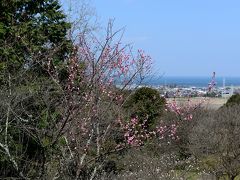 天地山公園の梅