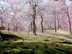 伏見城南宮の枝垂れ梅　全身がピンクに染まる幸せなひととき