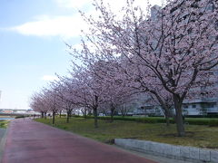 汐入公園の大寒桜満開　２０１７
